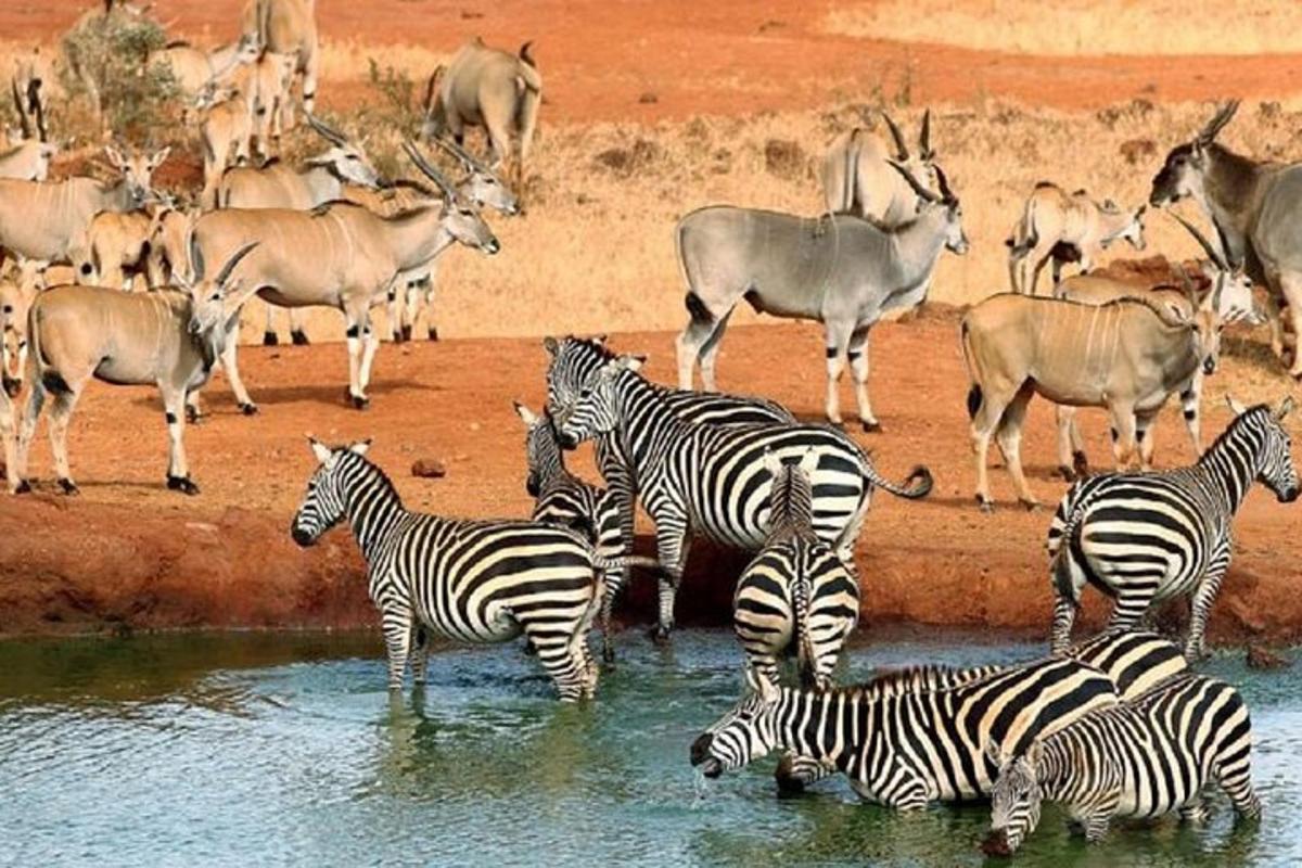 una mandria di zebre e antilopi in piedi nell'acqua