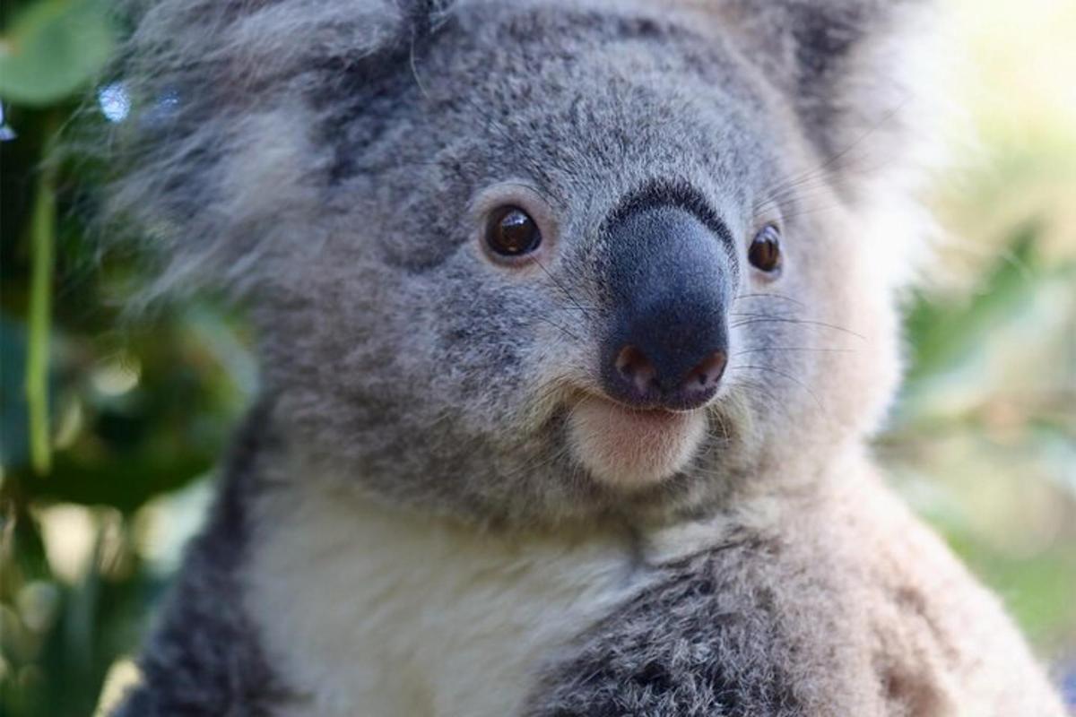 koala siedząca na drzewie i patrząca w kamerę