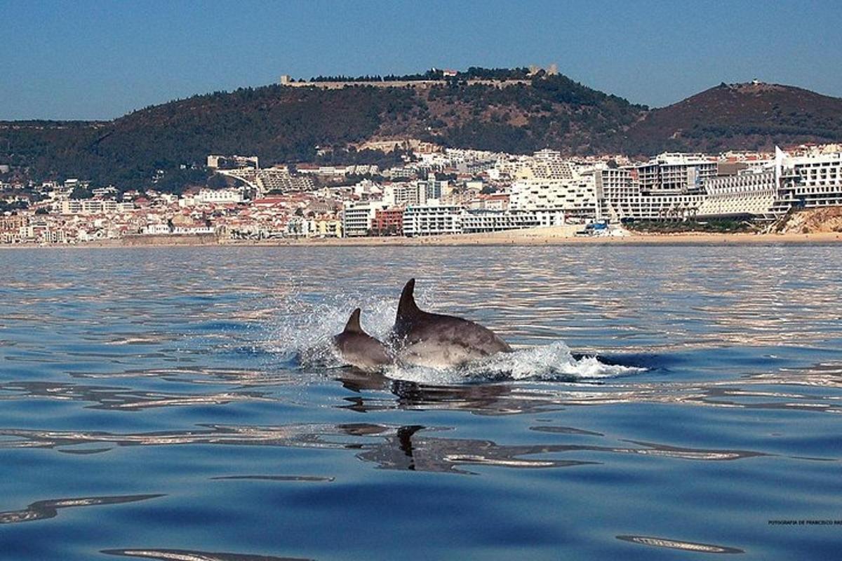 zwei Delfine im Wasser mit einer Stadt im Hintergrund