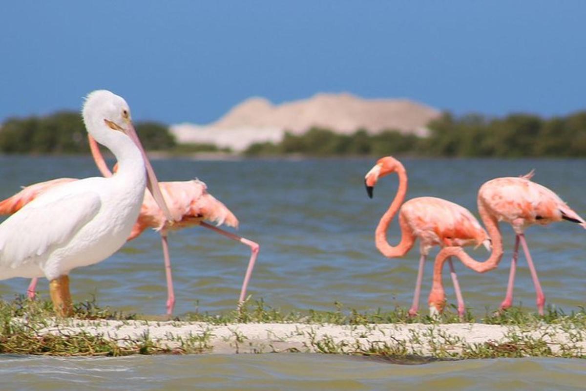 rühm roosasid flamingosid vees jalutades