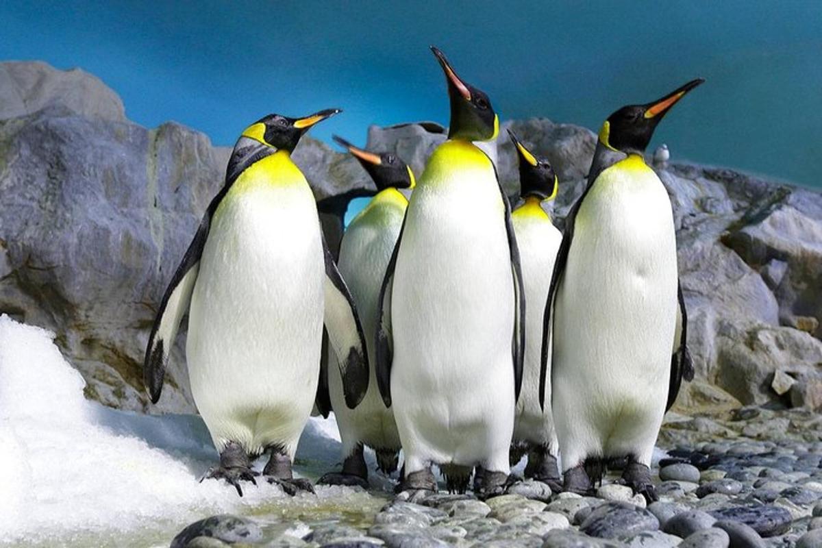 pingviinide rühm, mis seisab mõnel kivil