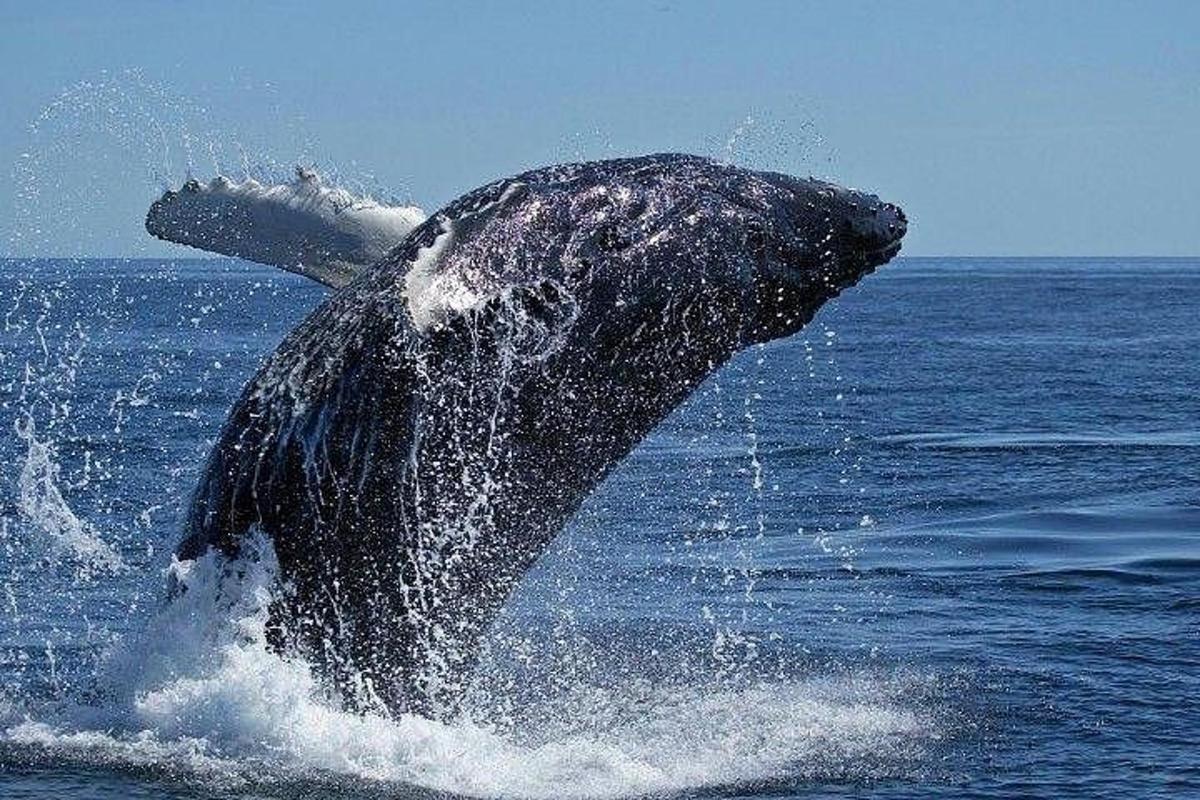 uma baleia saltando da água no oceano