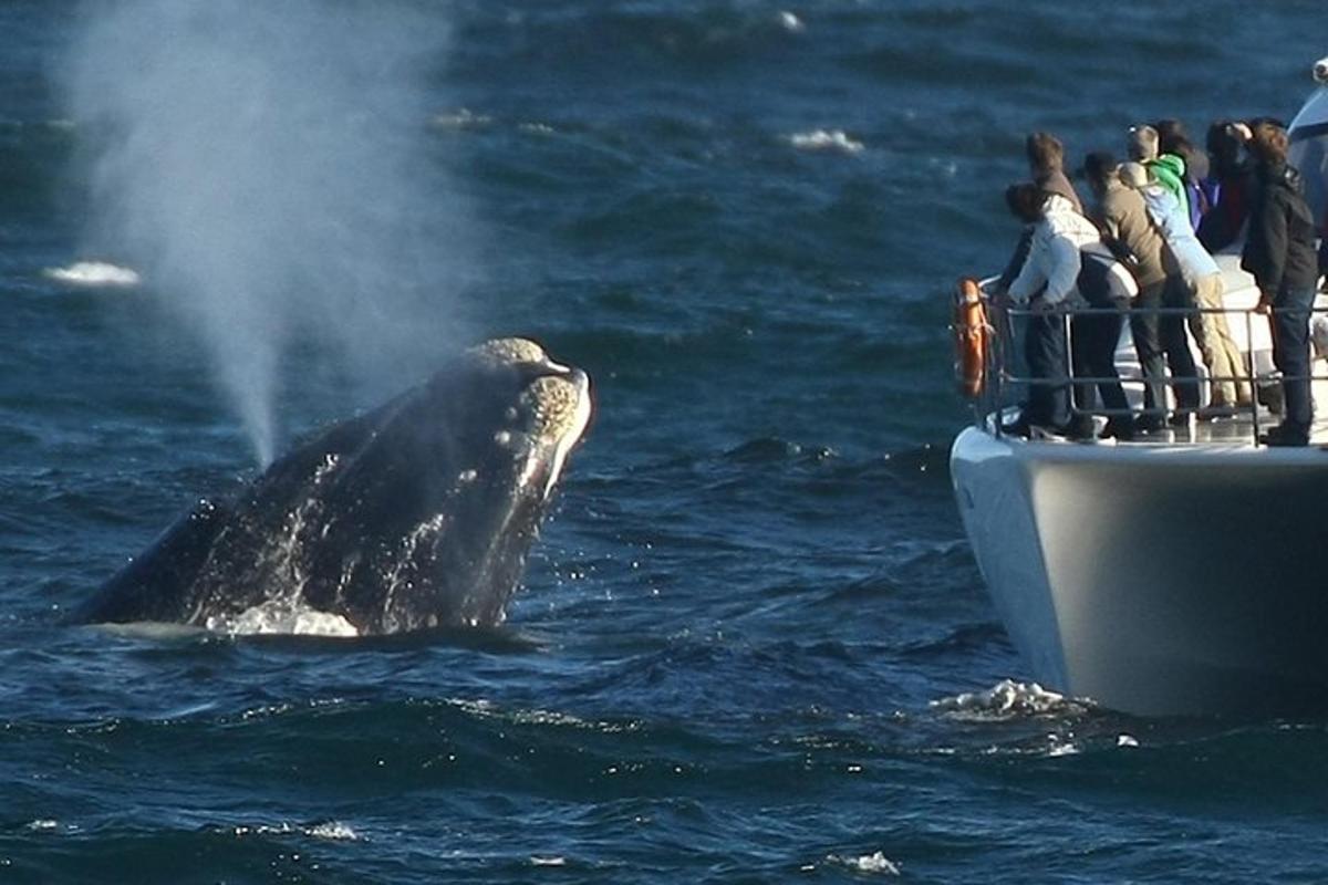 uma grande baleia na água em um barco