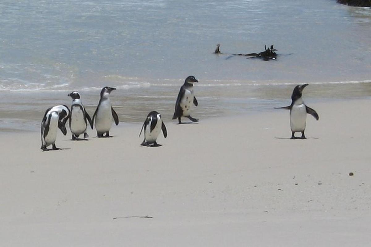 um grupo de pinguins caminhando na praia