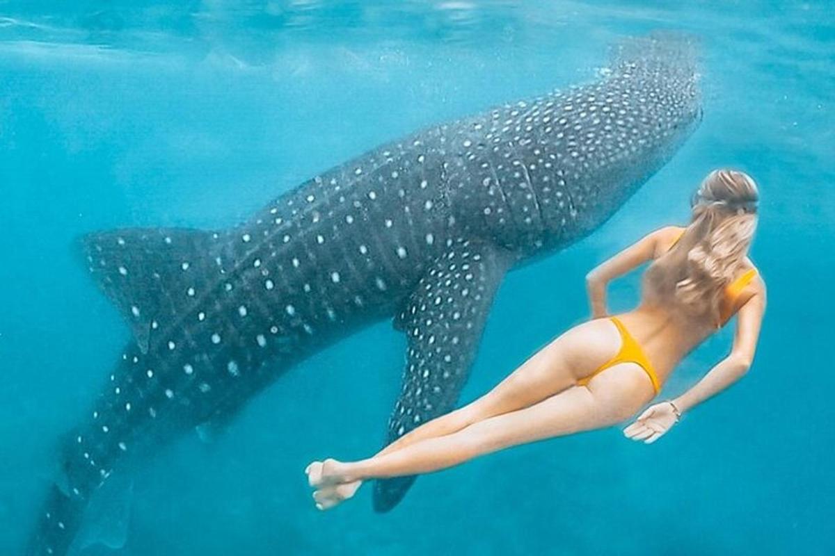 a woman in a bikini swimming next to a whale shark