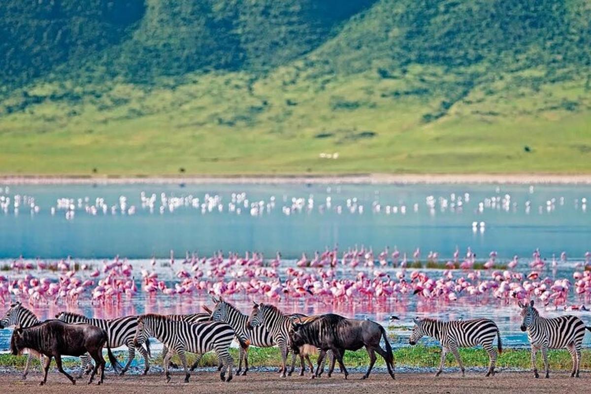 Hjörð af sebrahestum og flamingóum fyrir framan fuglahóp