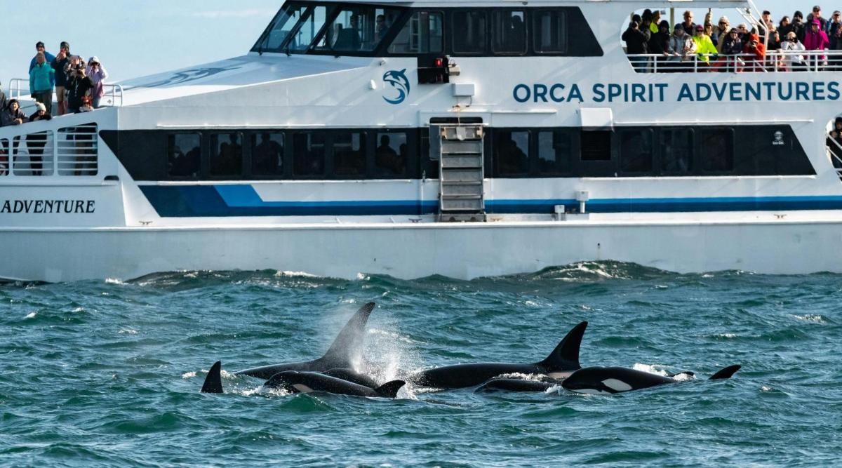 a group of dolphins swimming in the water near a boat