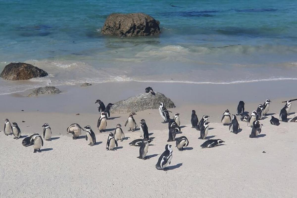 um grupo de pinguins em pé em uma praia