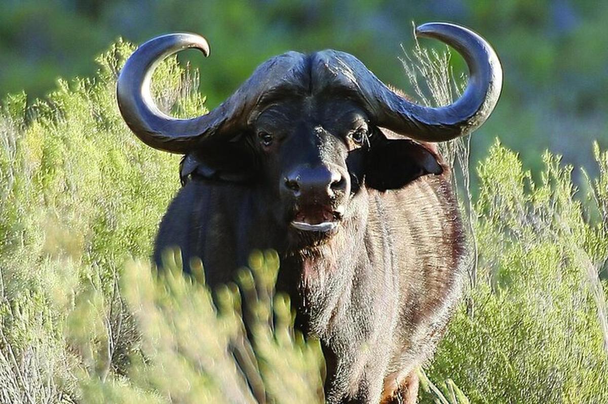 un toro con lunghe corna in piedi nell'erba