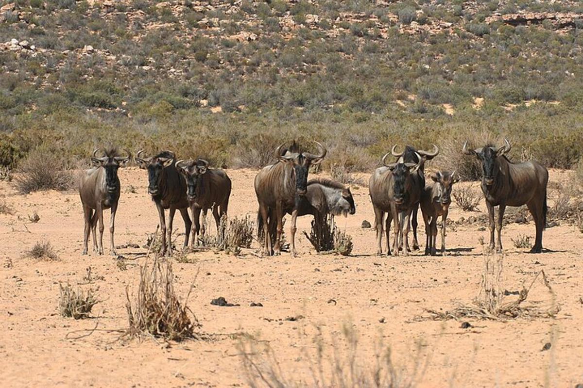 una mandria di animali in piedi nel deserto