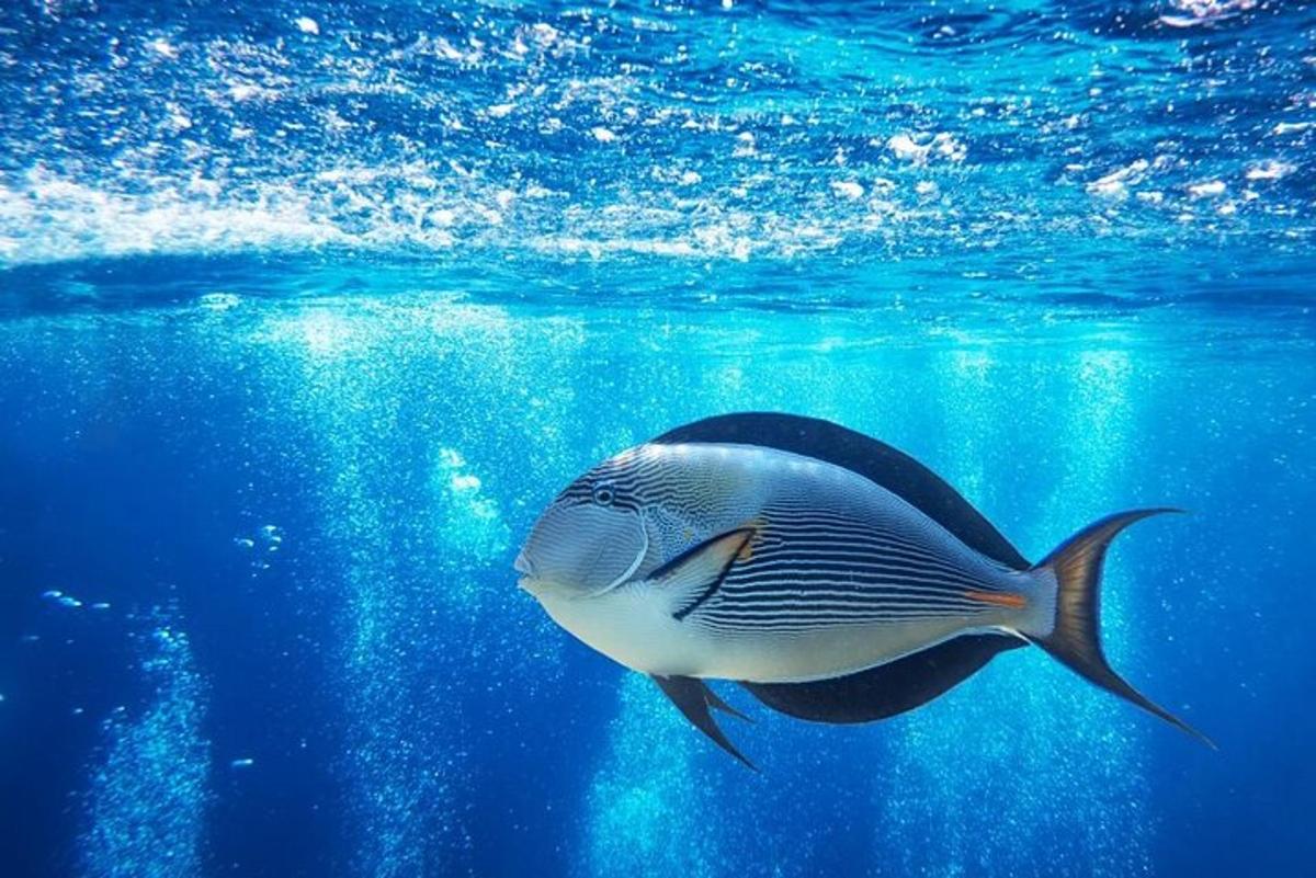 ένα ψάρι που κολυμπάει στα γαλάζια νερά