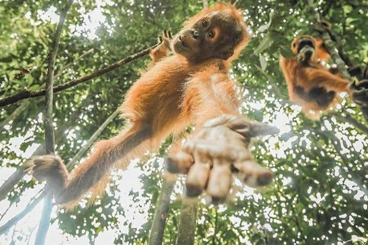a monkey is sitting on a persons hand