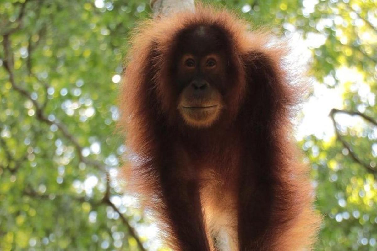 a monkey standing in front of some trees