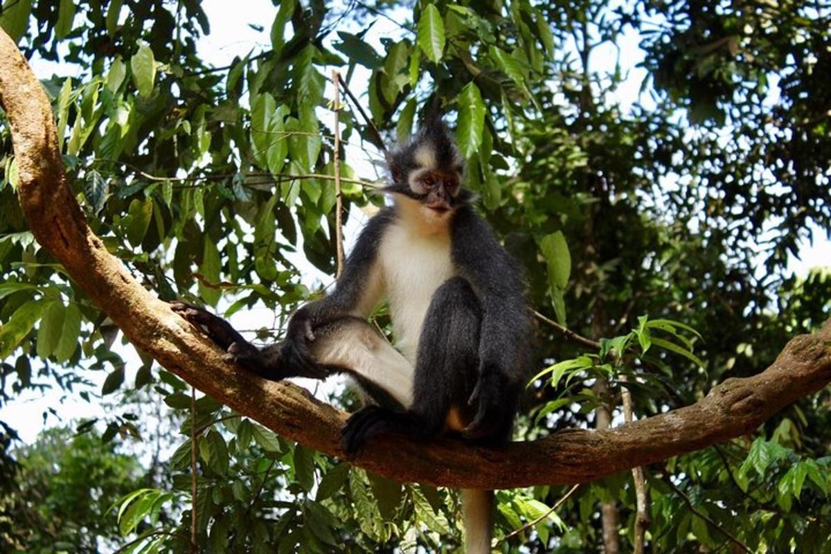 a monkey is sitting on a tree branch