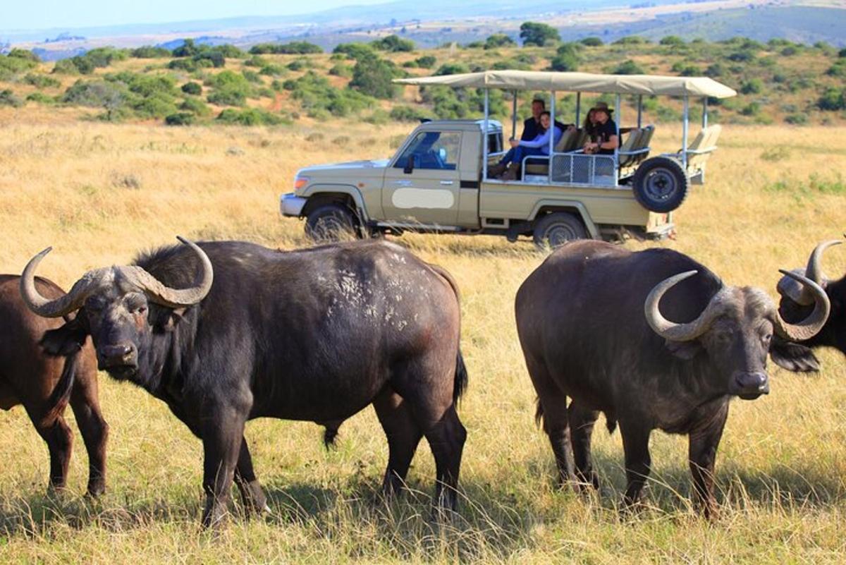 un gruppo di persone in una jeep in un campo con il bestiame