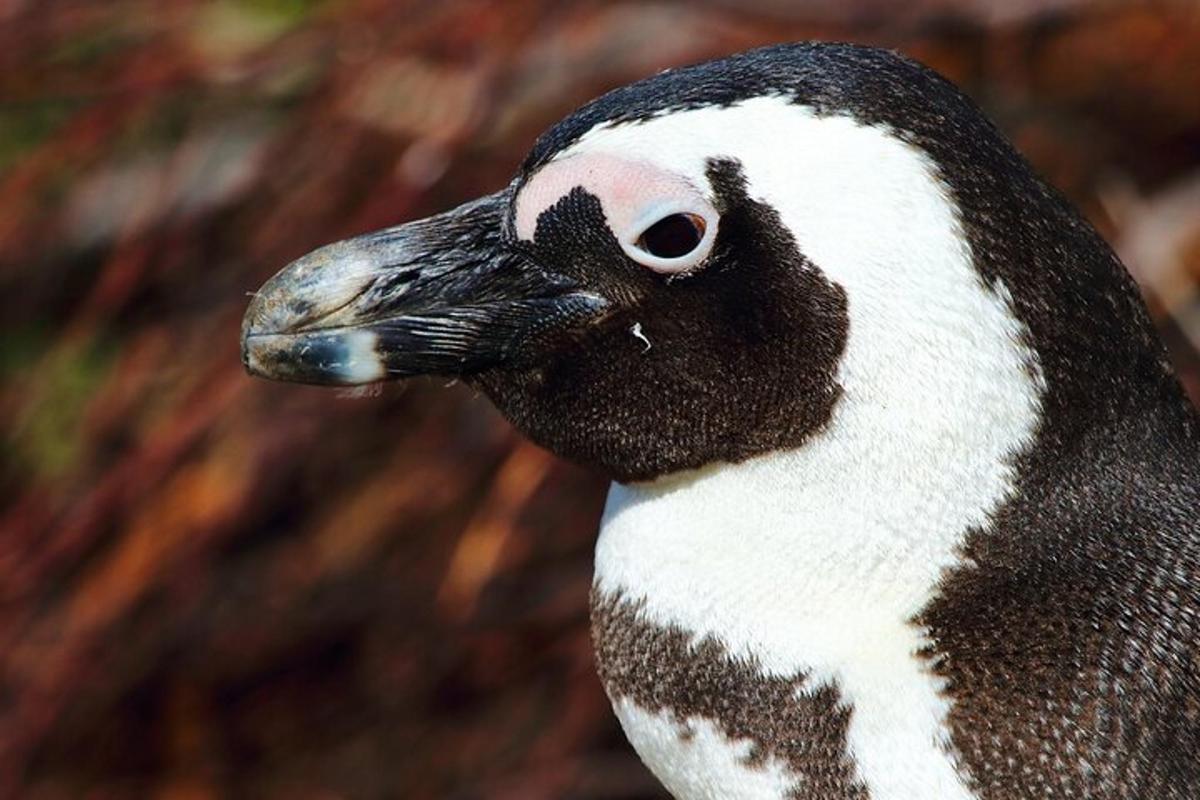 Un pingüino está mirando a la cámara.