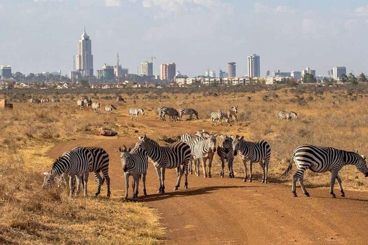 un ramat de zebres dempeus en un camí de terra