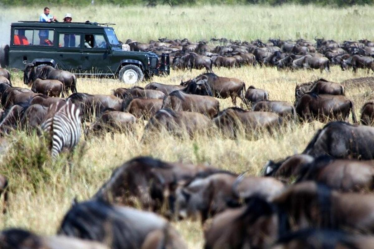 a herd of animals in a field with a truck