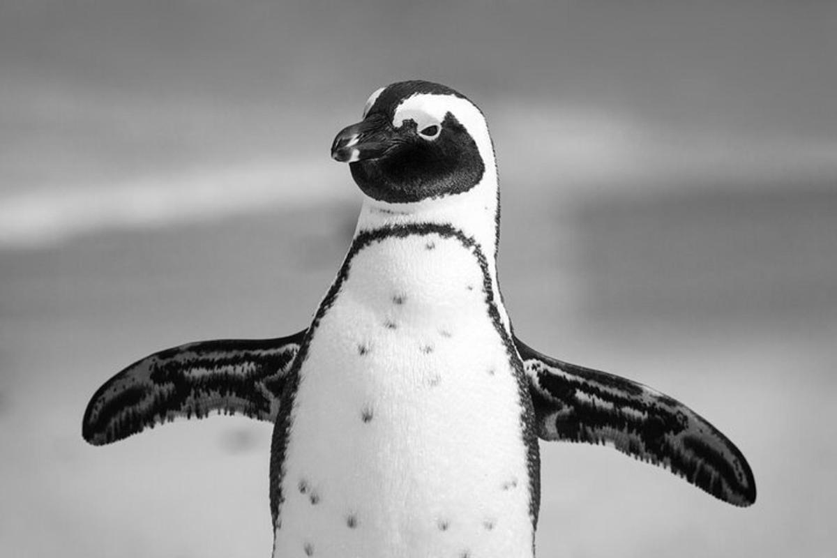 un pinguino bianco e nero è in piedi con la testa