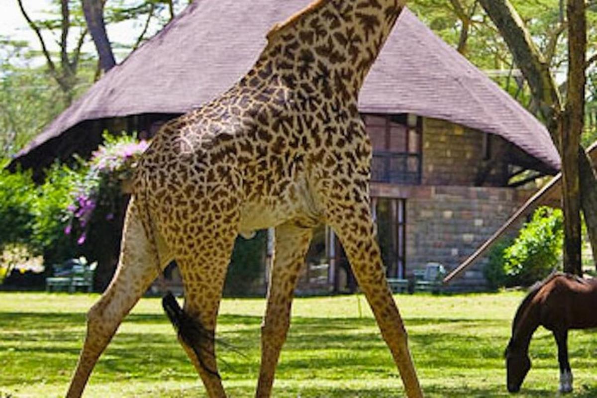 eine Giraffe, die im Gras vor einem Gebäude läuft