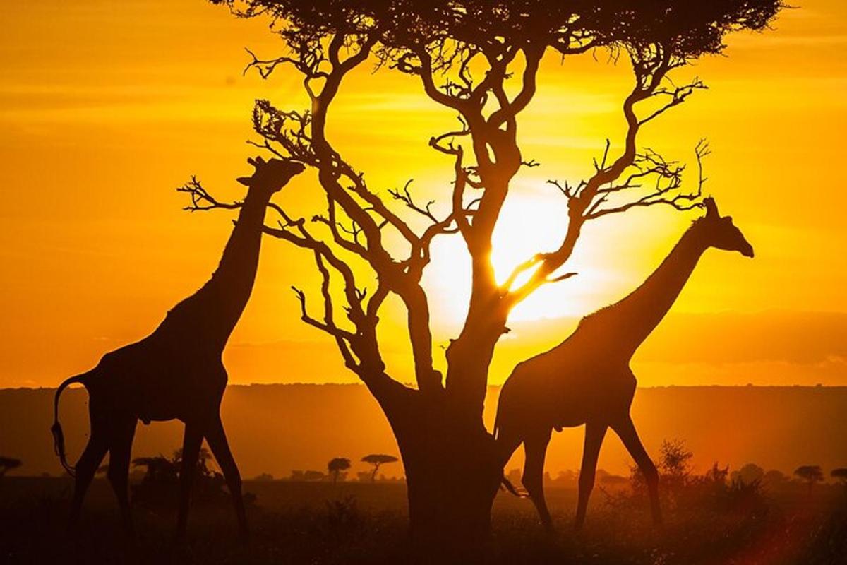 duas girafas caminhando ao lado de uma árvore ao pôr do sol