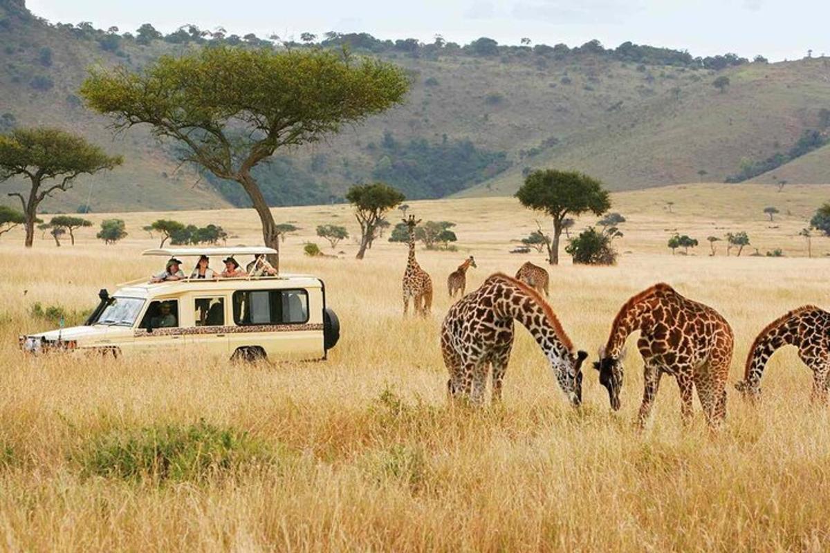 Un grupo de jirafas pastando en un campo con una camioneta.