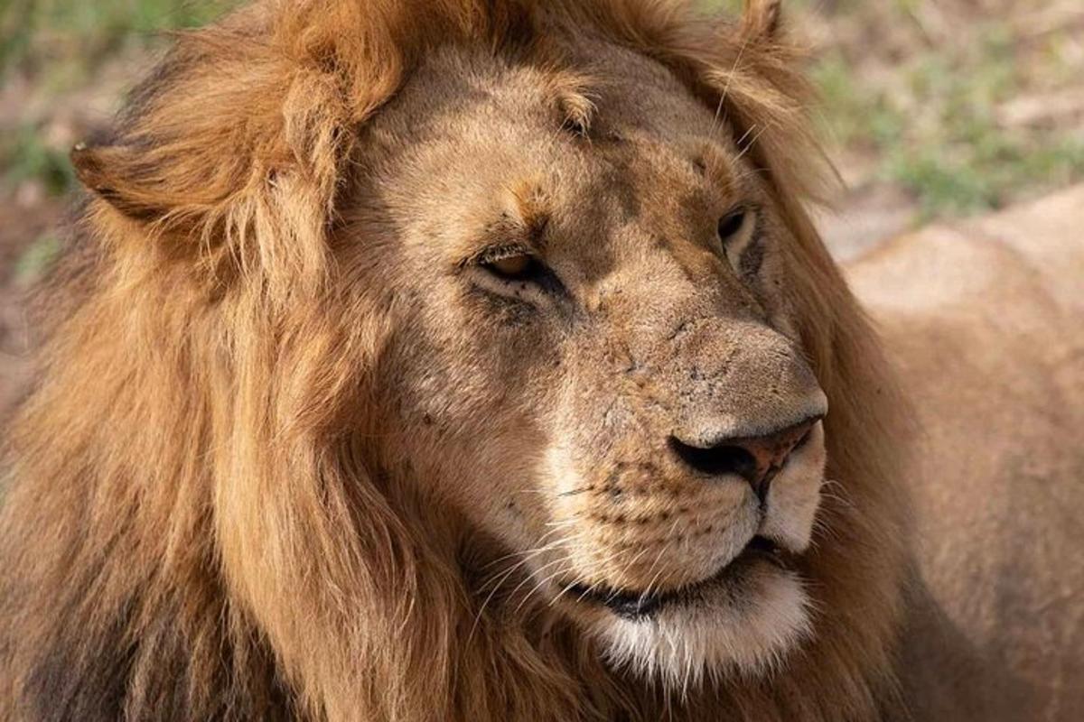 Un león con una melena larga está mirando algo