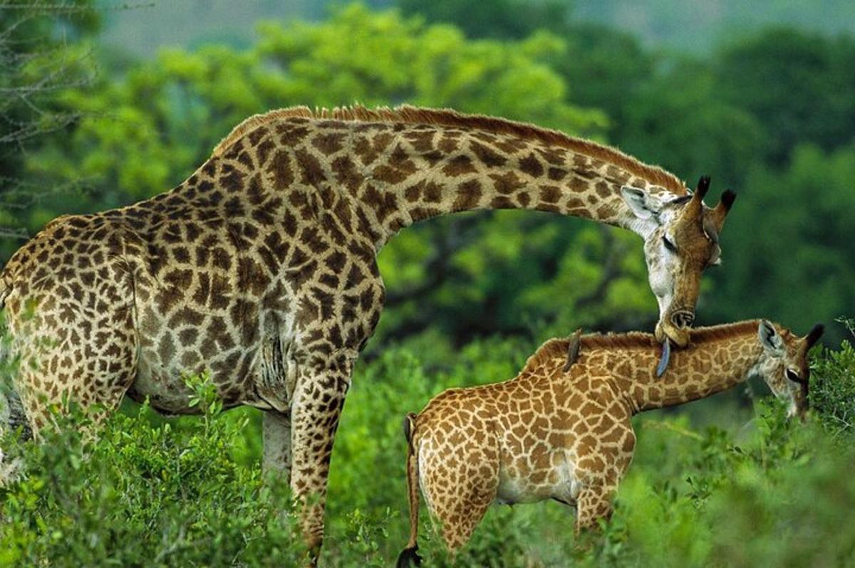 Una madre jirafa de pie junto a una cría de jirafa
