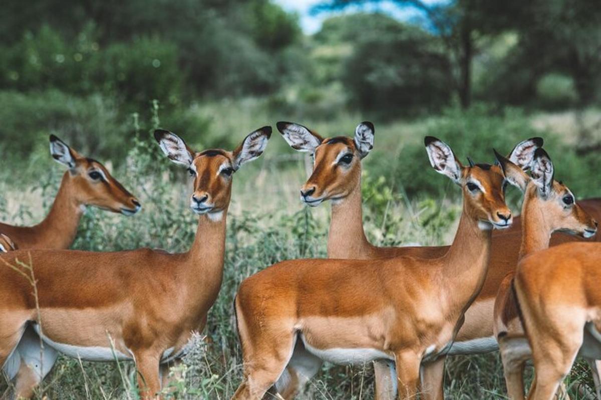 a group of deer standing in a field