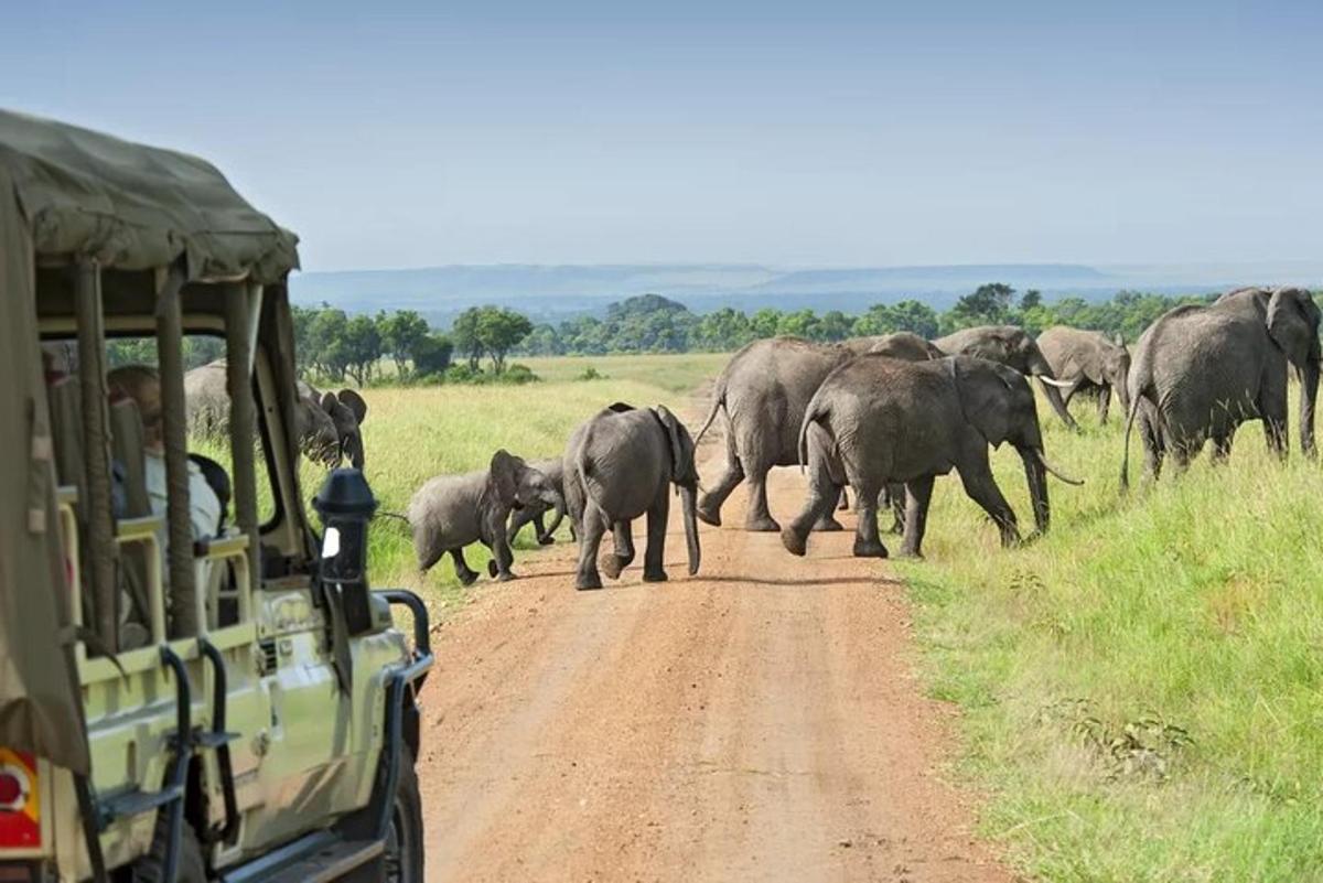 a herd of elephants crossing a dirt road