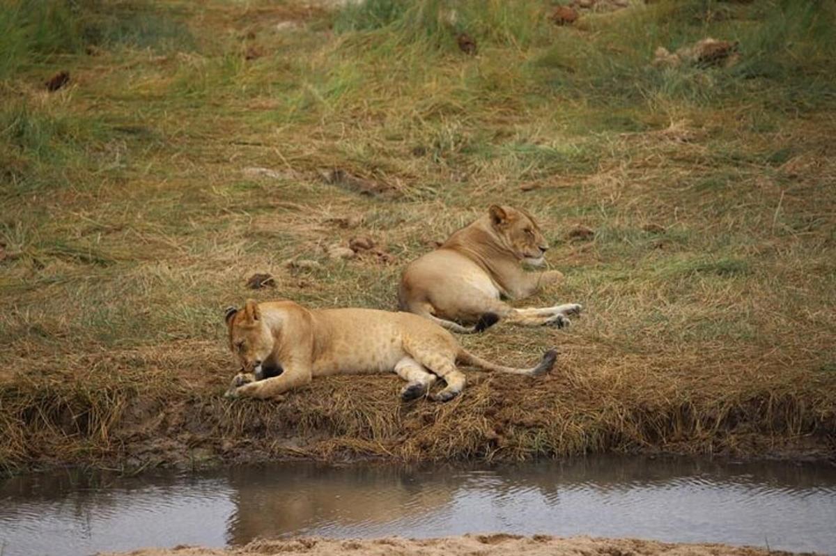 two lions laying on the grass next to a body of water