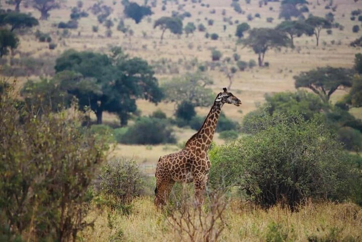 a giraffe standing in the middle of a field
