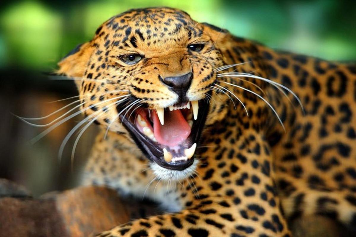 bližnji posnetek jaguarja z odprtimi usti