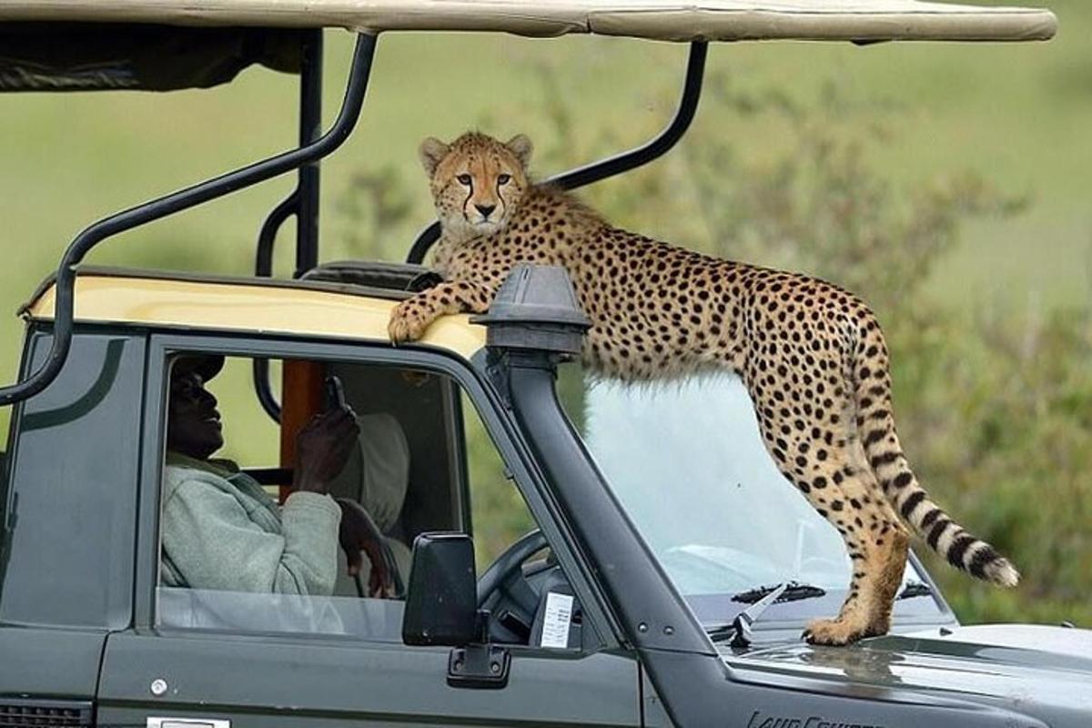 gepard stojící na střeše nákladního auta
