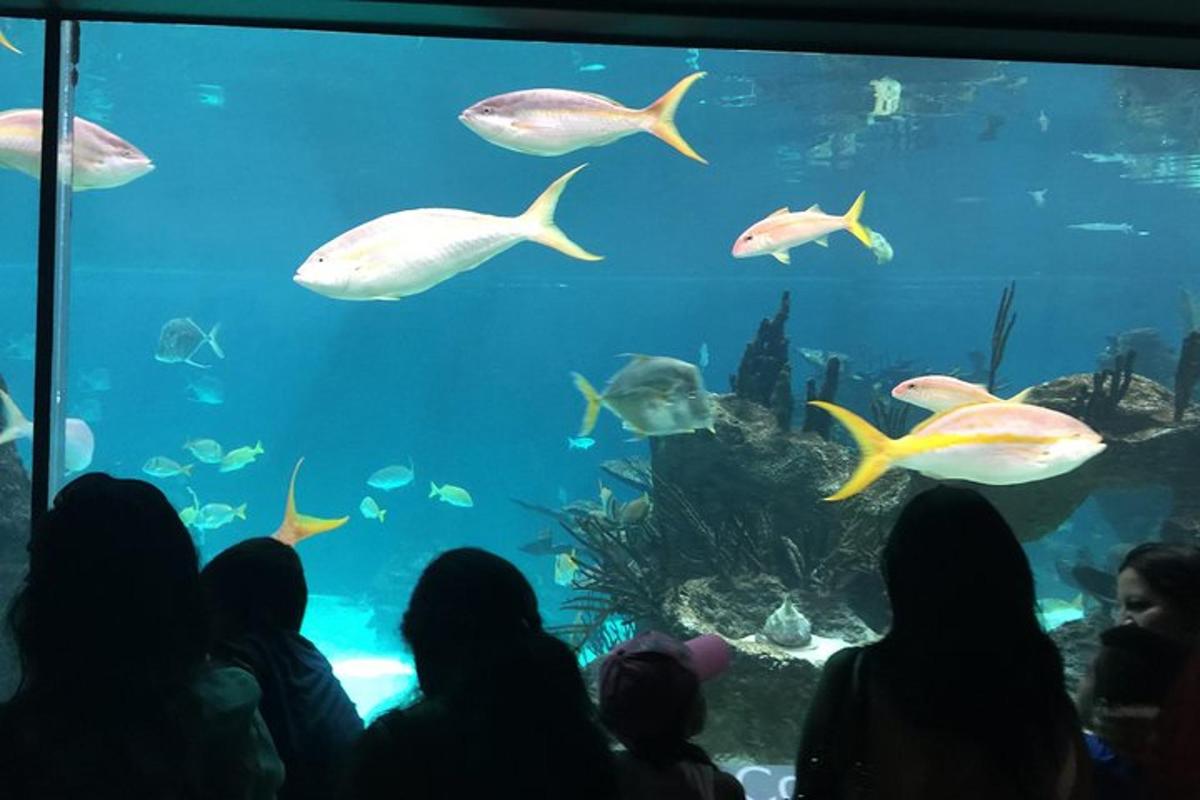 un grup de persones mirant un gran aquari