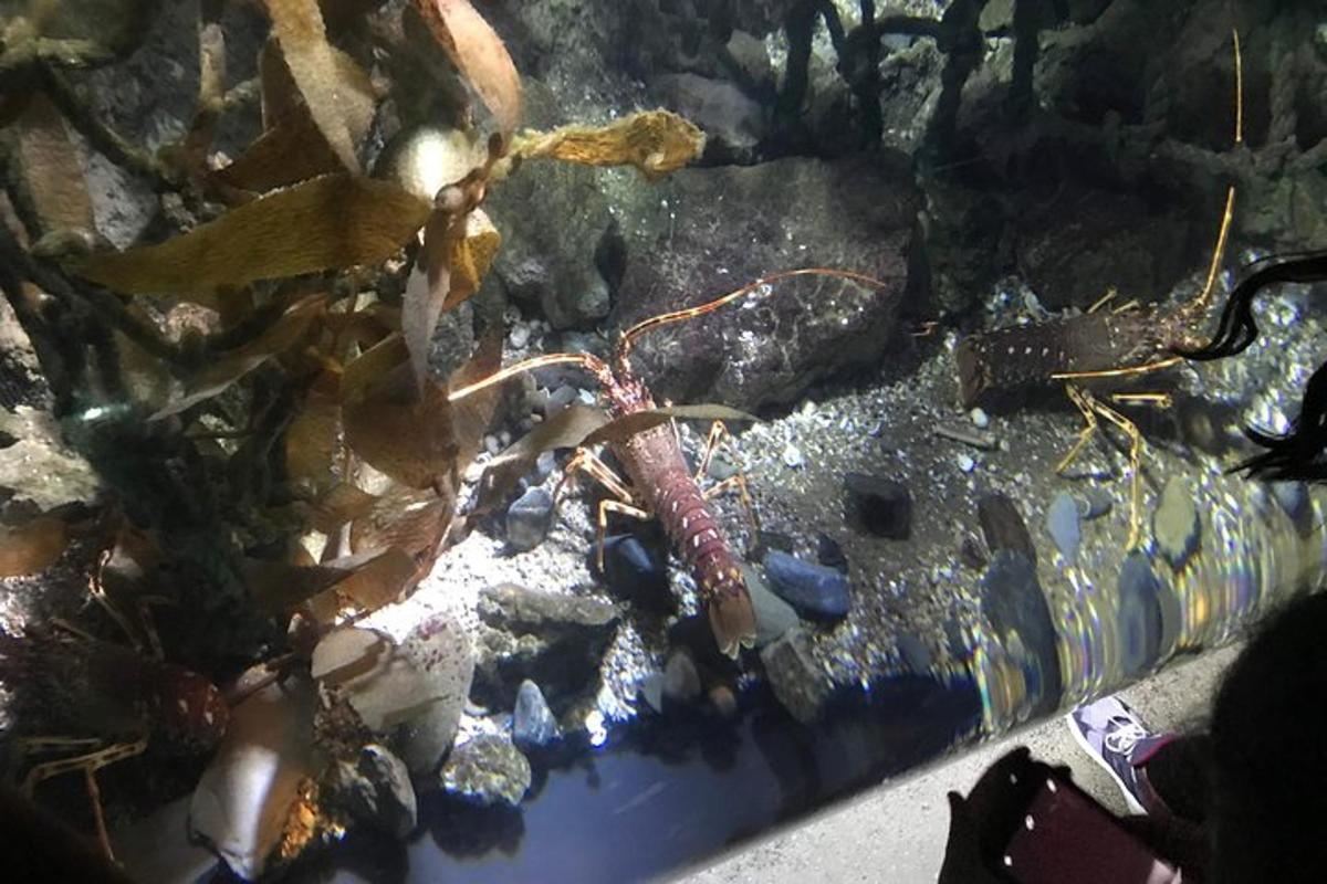 omaras ant uolų akvariume