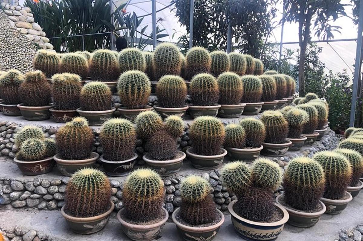 un gruppo di piante di cactus esposte