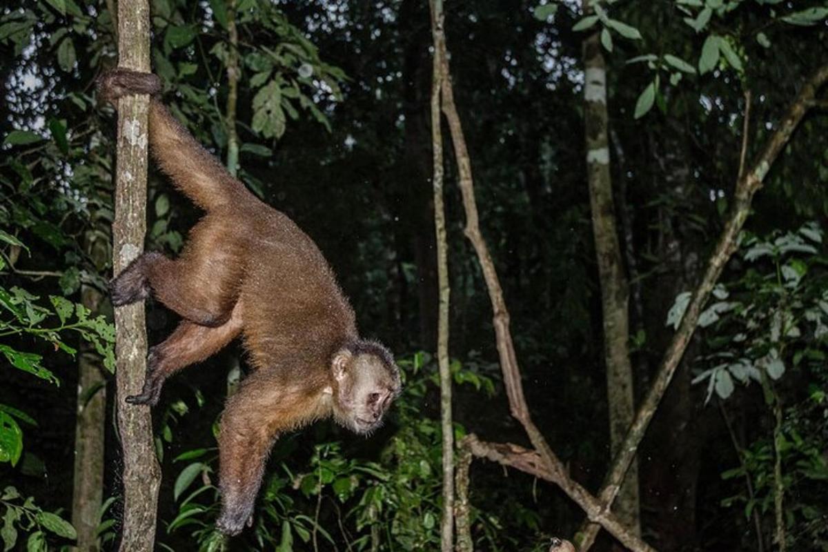 un mico enfilant-se a un arbre a la selva