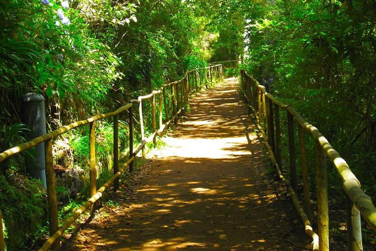 un sentiero in una foresta con una staccionata di legno