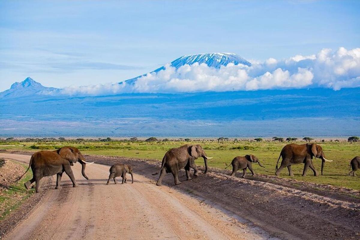 eine Herde Elefanten überquert eine unbefestigte Straße mit einem Berg im Hintergrund