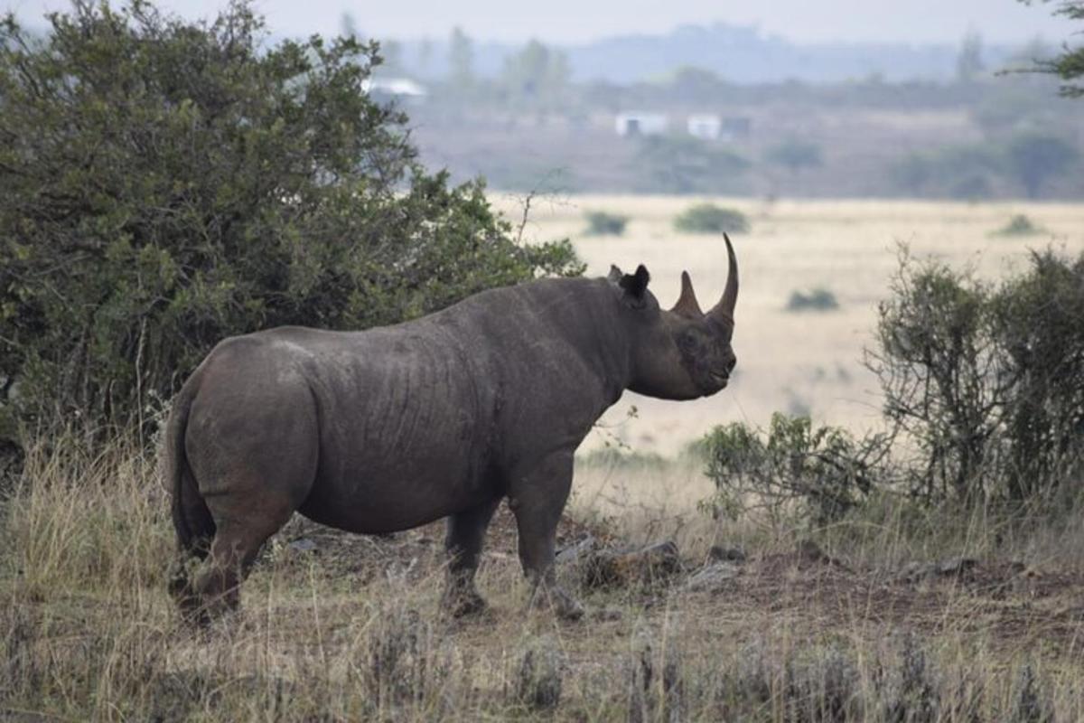 ein Nashorn, das im Gras auf einem Feld steht