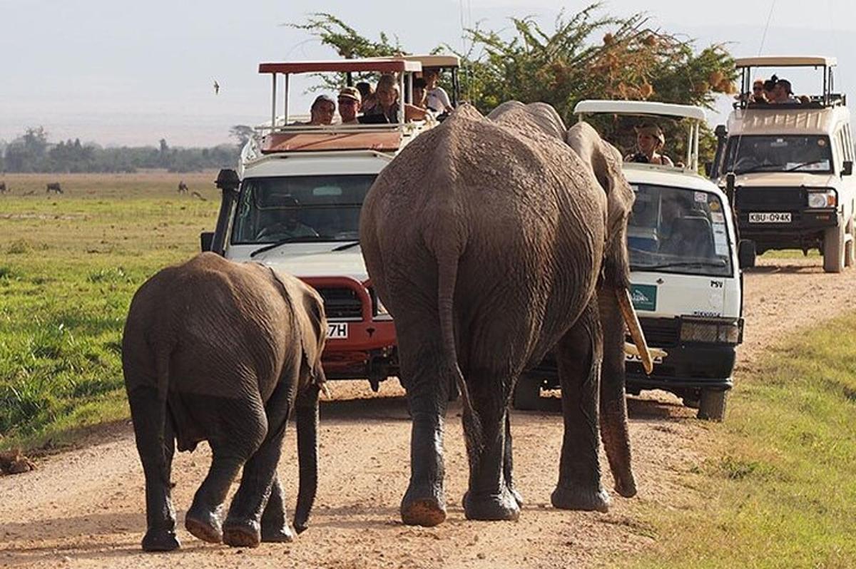 a group of elephants walking down a dirt road