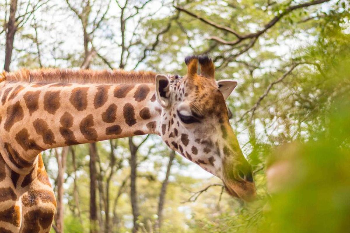 eine Giraffe steht in einem Wald mit dem Kopf
