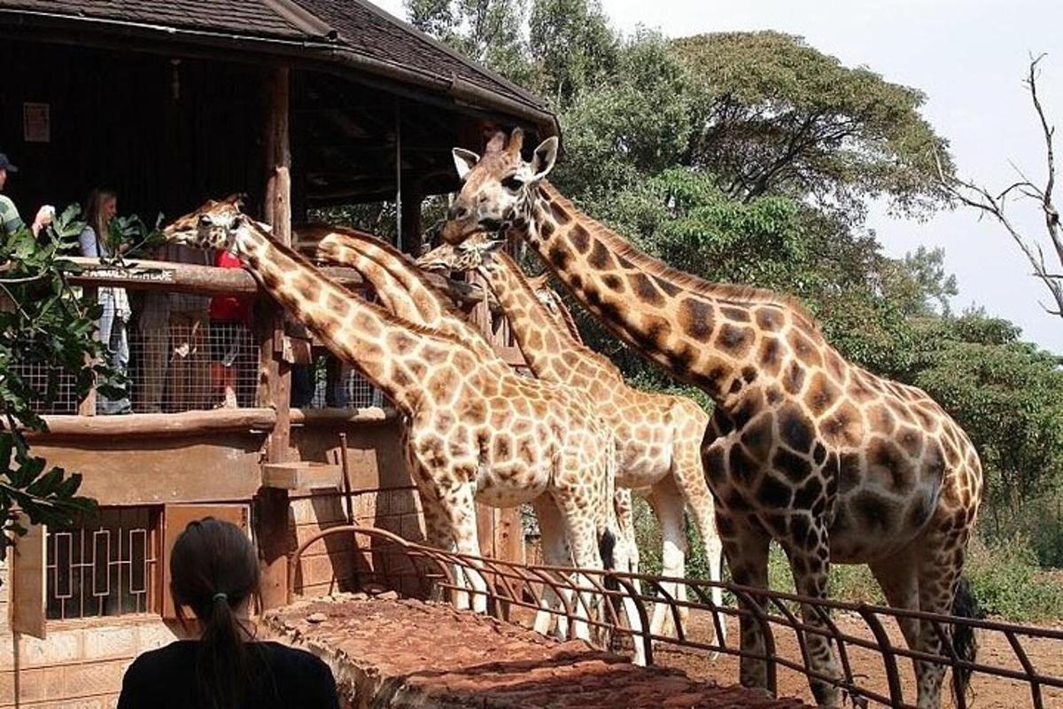 eine Gruppe Giraffen steht neben einem Gebäude