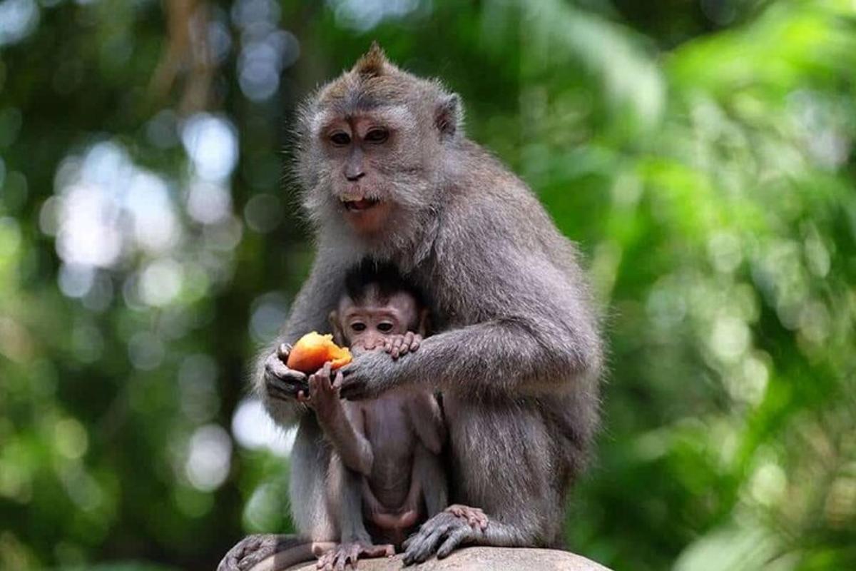 dua ekor monyet duduk di atas batu makan sebiji oren