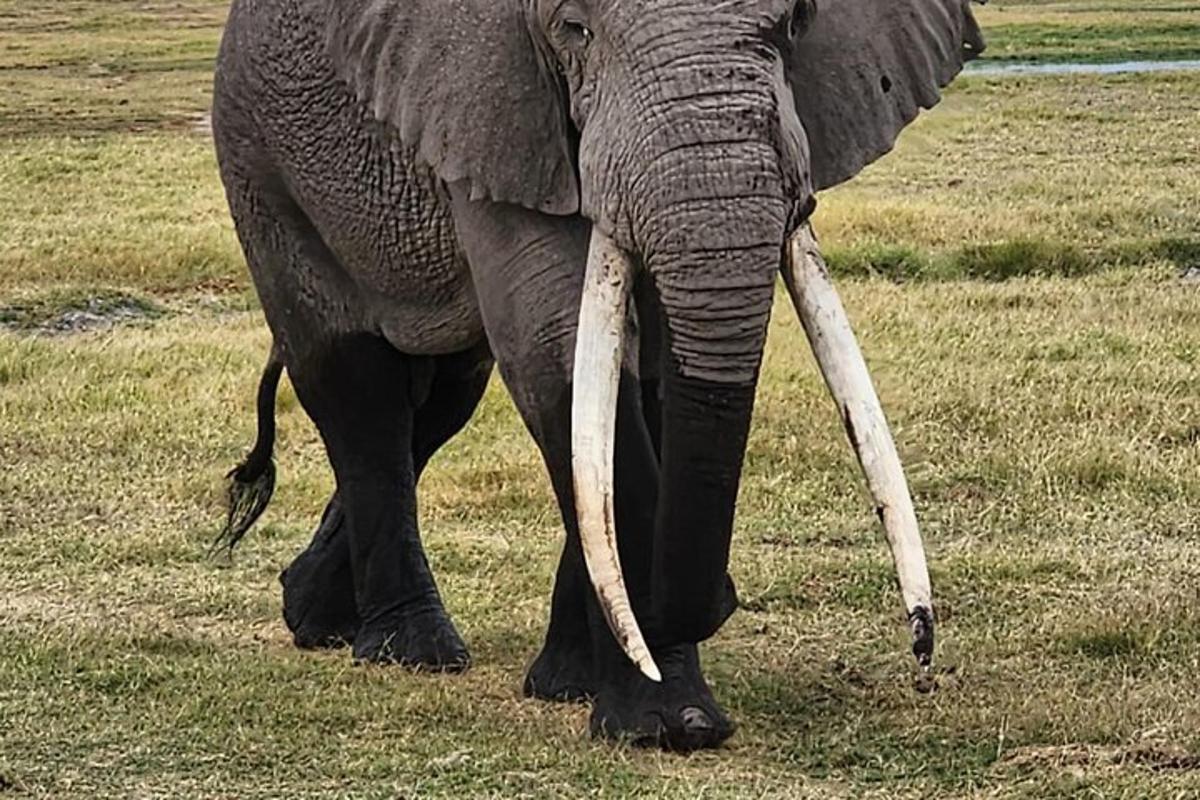 un elefante con lunghe zanne che cammina in un campo