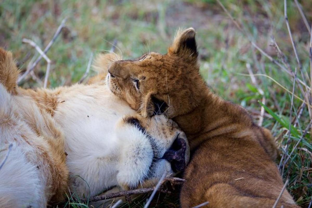 un leone sdraiato sull'erba con la bocca aperta