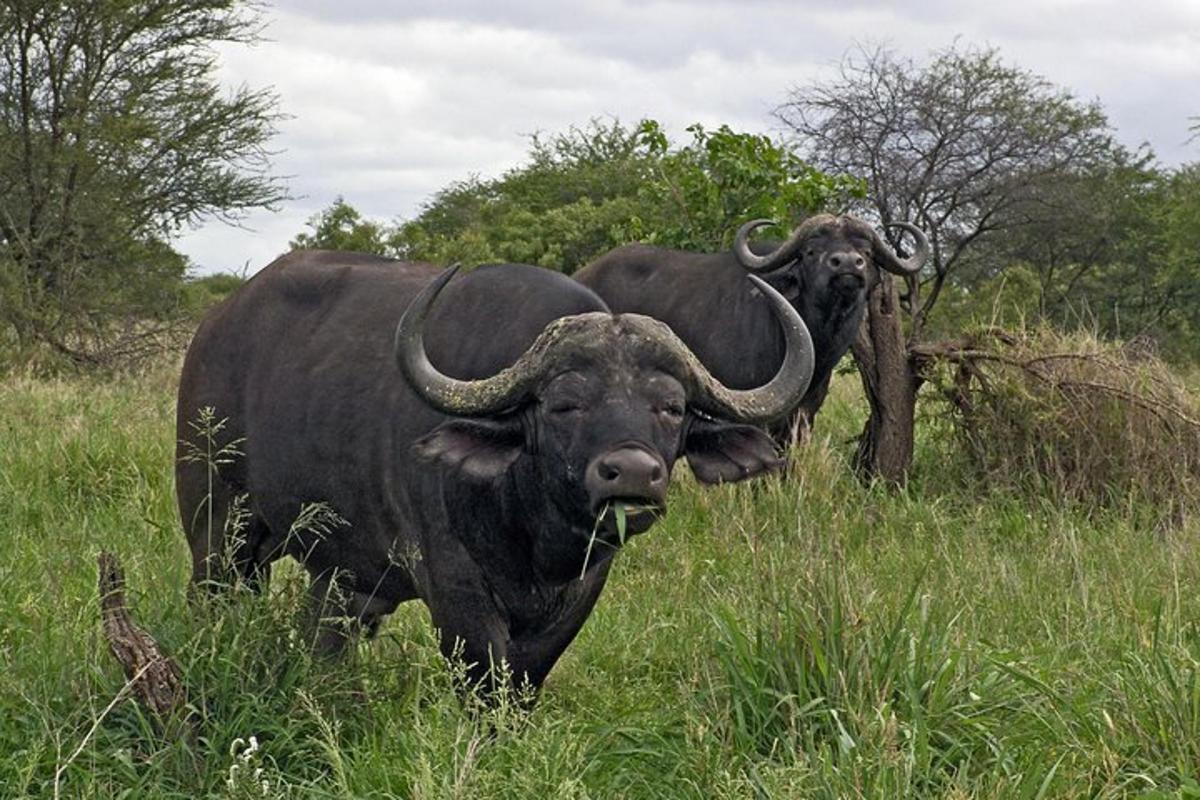 two oxen standing in a field of tall grass