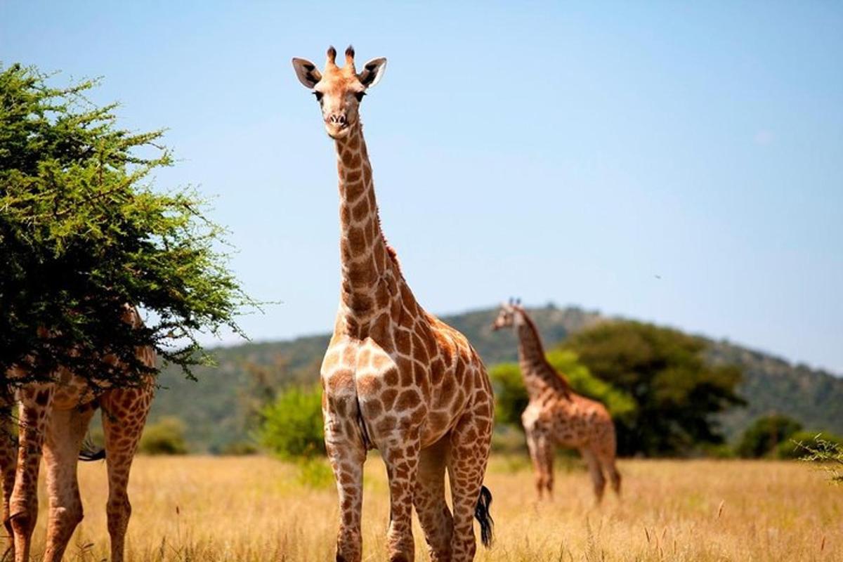 Tres jirafas están paradas en un campo