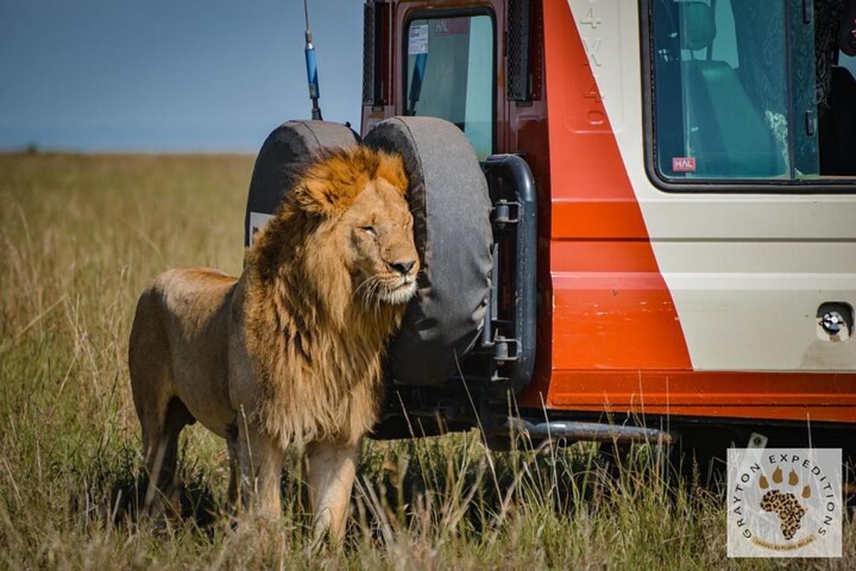 Un león está parado junto a un vehículo.